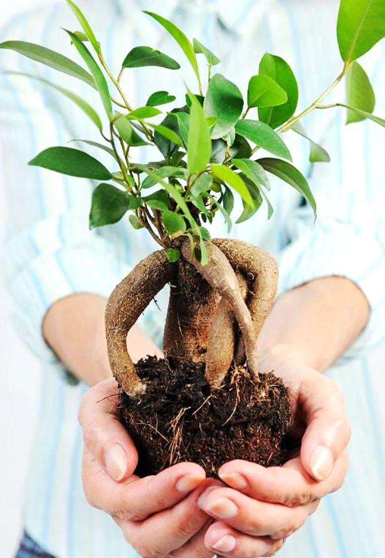 榕树科属是什么植物类型(想要轻松玩好榕树盆景造型,先从养活,养好,养