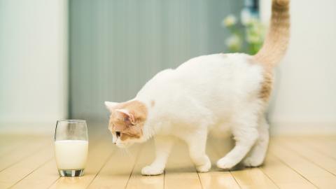 猫可以吃海苔吗，猫咪不能吃哪些食物（别再给猫咪吃这些食物）