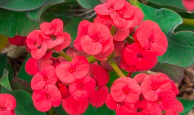 郁金香有毒吗 适合室内养吗，郁金香有毒吗（这3种“毒花”家里不要养）