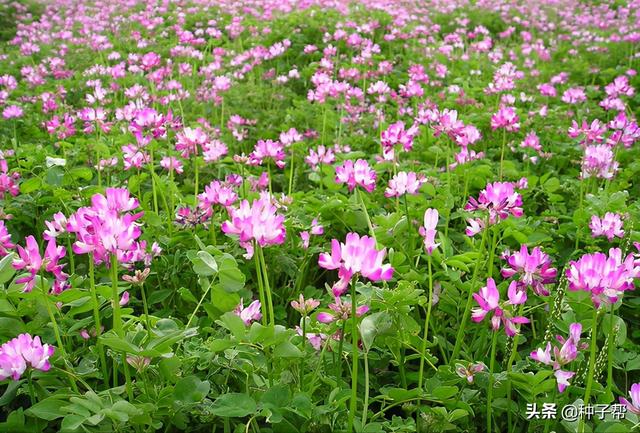 紫云英种子价格，紫云英种子目前价格多少（紫云英国标种子亩用量多少）