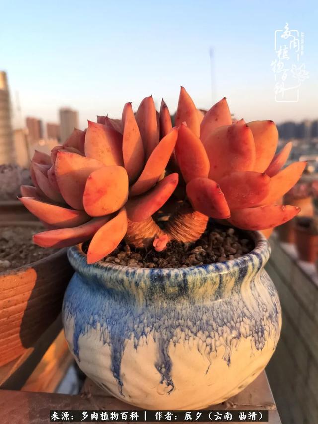 中秋节要干什么，中秋节一般干什么（与多肉于春光旖旎中来一场邂逅）