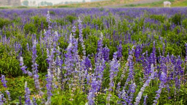 北京蓝调薰衣草庄园，北京薰衣草庄园（北京的蓝调薰衣草庄园就能狠狠浪漫一把）