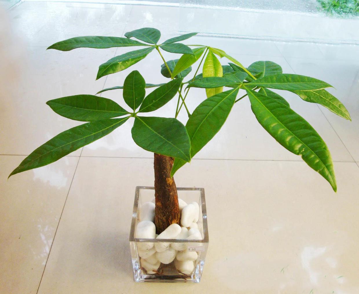 发财树怎么养才能更旺盛(让发财树枝繁叶茂几个小技巧)