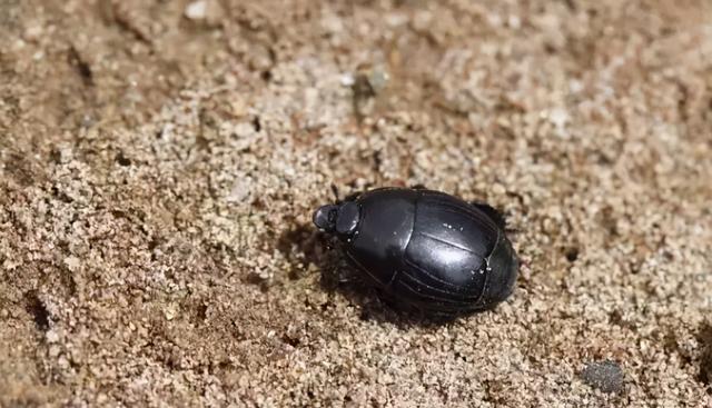 它隶属于阎甲科,通常拥有光滑发亮的身体,多以黑色,金属蓝或绿为主,或