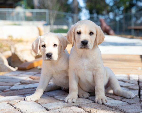 中小型犬的尺寸是多少(三個月到半歲的狗狗該如何飼養?