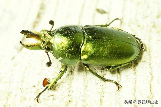 楸型虫是什么，楸型虫图片欣赏（这些金锹你都认识）