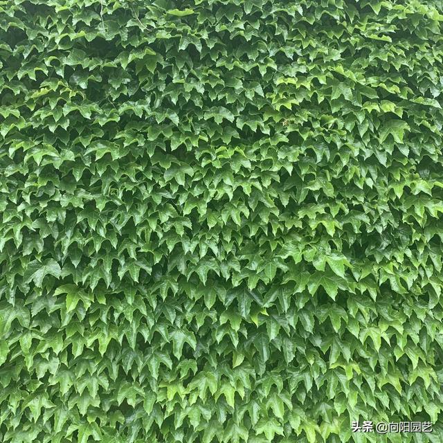 爬山虎的生长变化资料详细，枝条茂密容易躲长虫