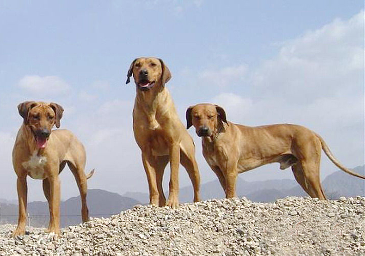 名犬大全（揭秘全世界100多种名贵的狗）