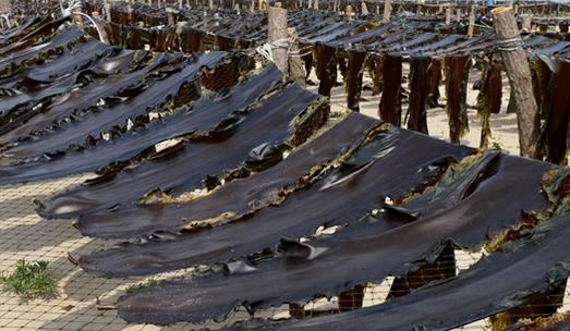 威海野生刺参，威海的六大特产你吃过后