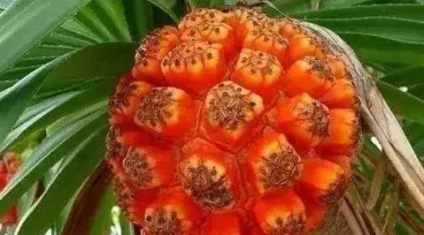 滴血莲花有何作用，滴血莲花对人有什么好处（能吃能玩儿太有趣）