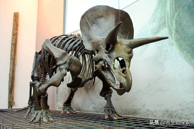 triceratops，triceratops是什么恐龙（三角龙能反杀霸王龙）