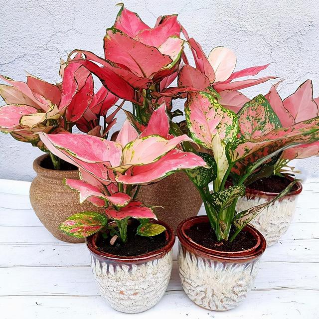 适合家里养的32种花，家里养什么花好（”家居盆花100种）