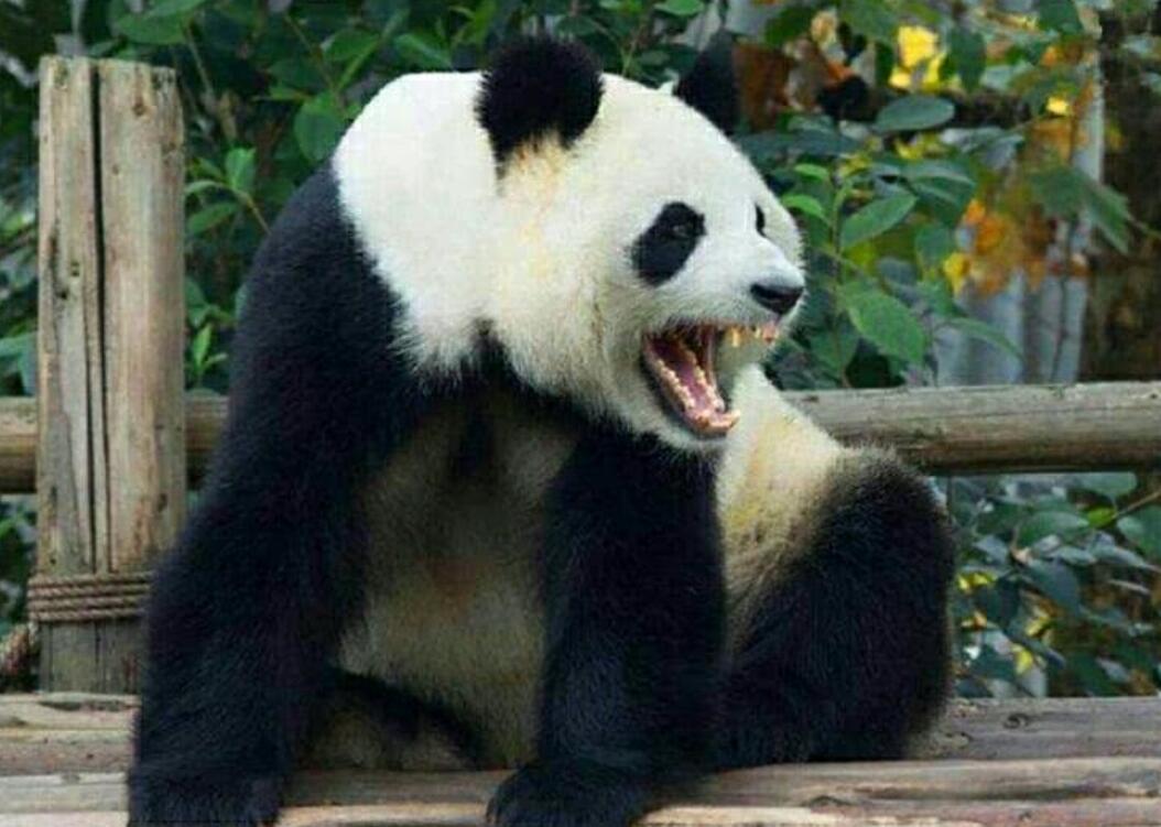 中国国宝动物为什么是熊猫呢(熊猫经历了啥?