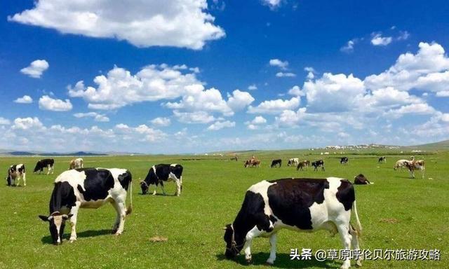 呼伦贝尔海拉尔习俗，呼伦贝尔大草原的特殊礼仪