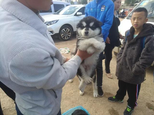 一只阿拉斯加幼崽多少钱，2022年阿拉斯加犬多少钱一只（狗市中商贩兜售阿拉斯加幼犬）