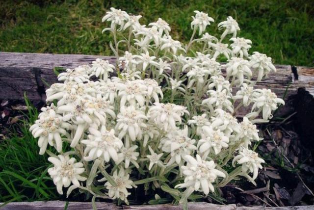 雪绒花（雪绒花图片，空中草原——漂亮的雪绒花（雪花绒图片大全）