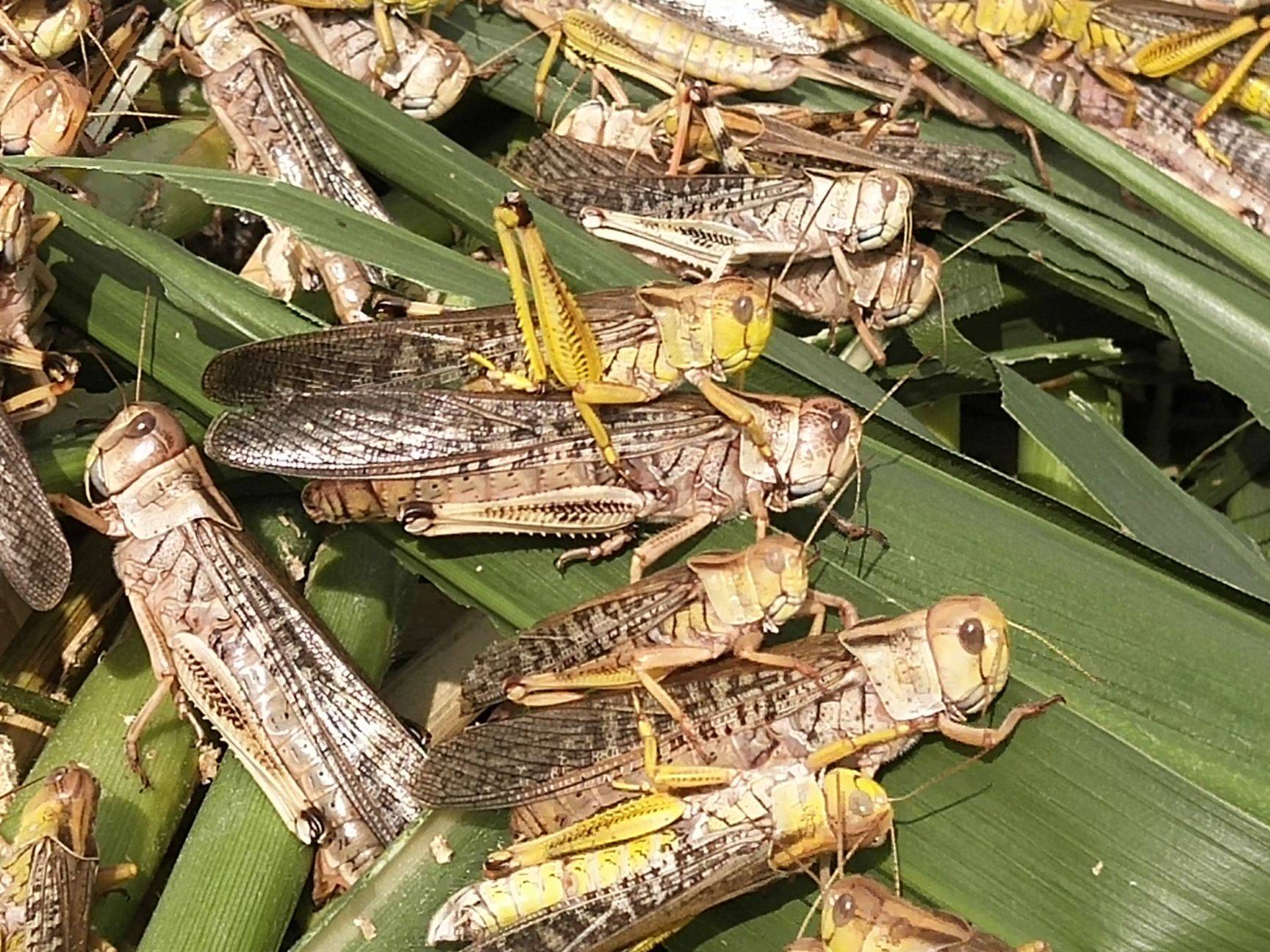 蝗虫长什么样子(蝗虫:为什么在中国我唯唯诺诺?