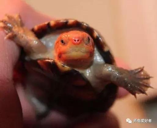 乌龟冬眠需要准备什么，乌龟冬眠怎么养（你的龟需要哪些准备呢）