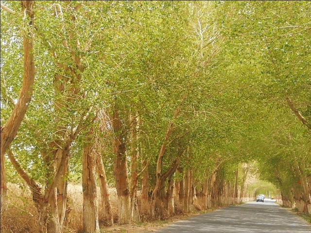 格尔木市海拔多少米，格尔木海拔高度是多少米（格尔木翻天覆地的变化）