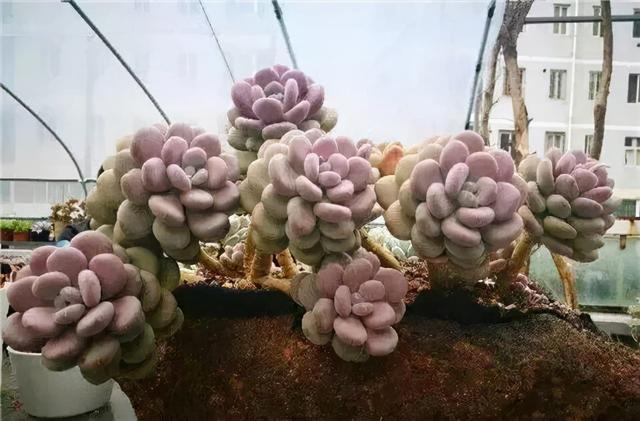 多肉十大美人系列，十大漂亮多肉（盘点盘点多肉界的“美人”们）