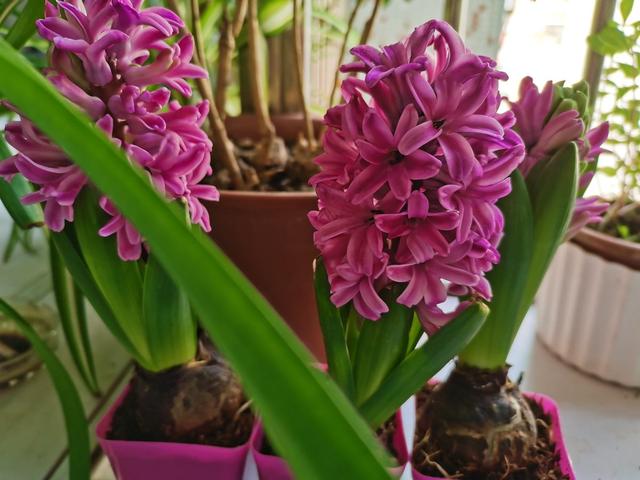 风信子图片，11月份最适合养风信子（风信子图片）