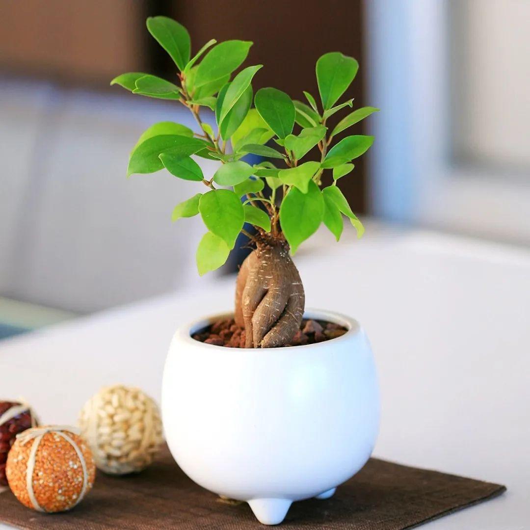 榕树是属于什么植物类型(美如画的10个榕属植物,都适合种在花盆里