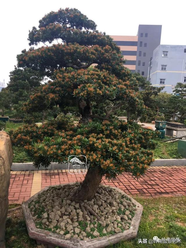 罗汉松盆景欣赏精品，海岛罗汉松——我的红颜知己