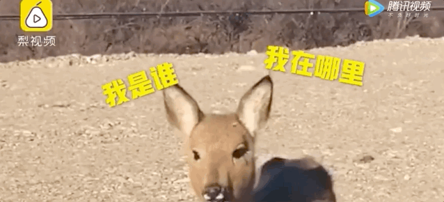 狍子为什么叫傻狍子，狍子为什么叫傻狍子视频（硬是把自己蠢成了国家保护动物…）