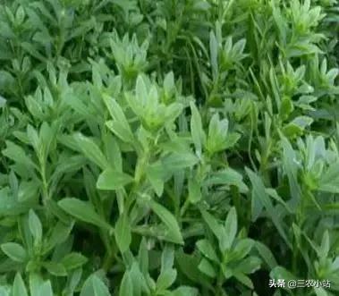 碱蓬菜的功效与作用，碱蓬的功效与作用（山野菜大全）