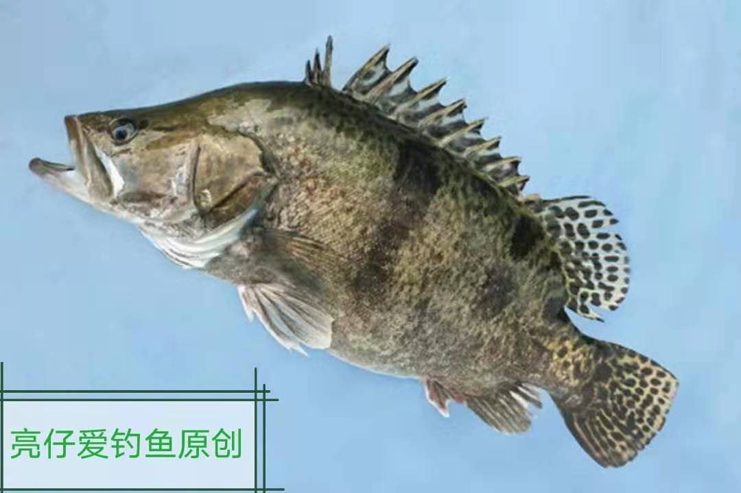 其ròu质细嫩,无细骨,味道清甜鲜美,营养价值高.