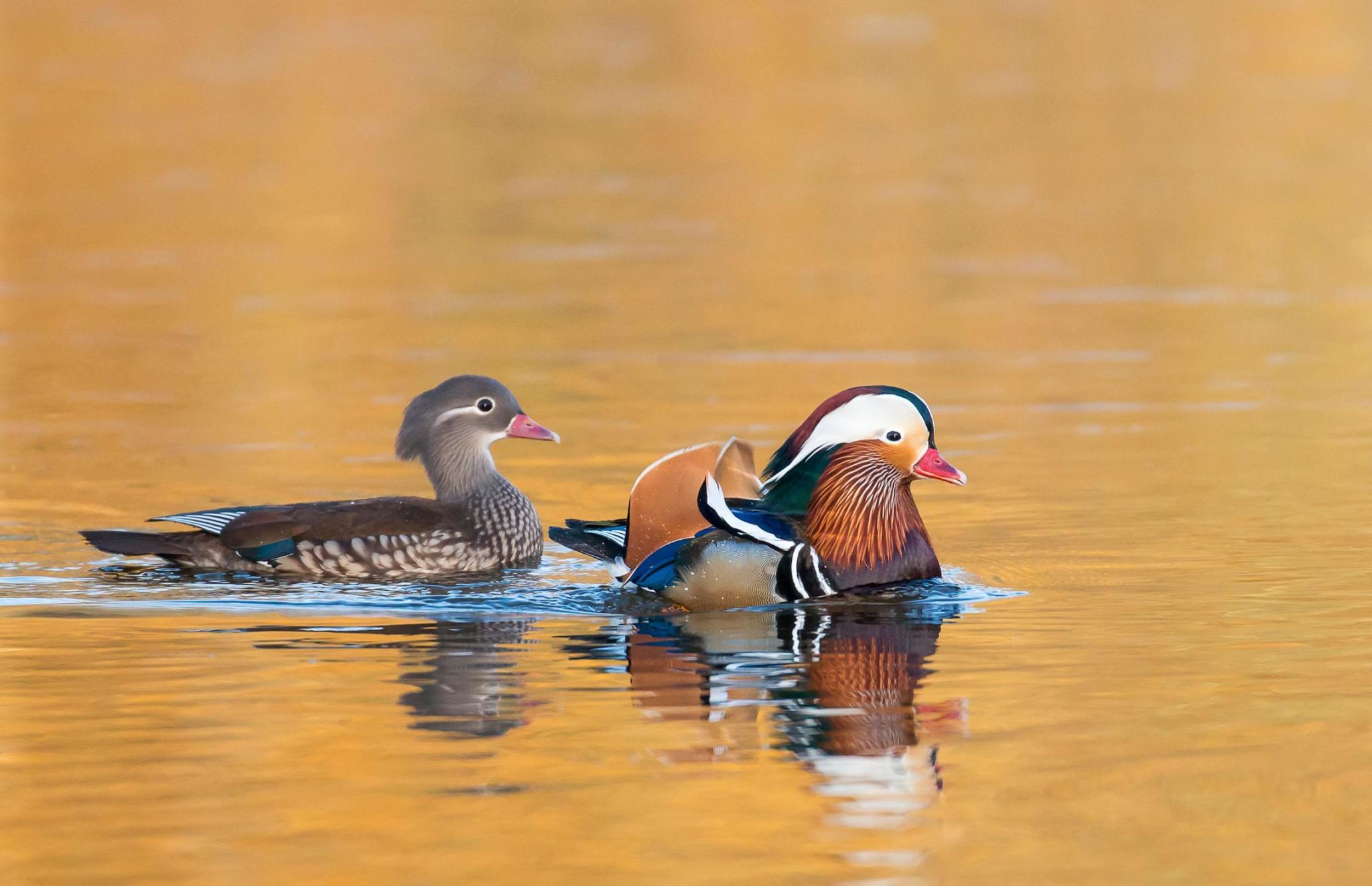 鸳鸯的样子,物种百科鸳鸯 - 玉三网