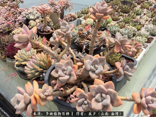 中秋节要干什么，中秋节一般干什么（与多肉于春光旖旎中来一场邂逅）