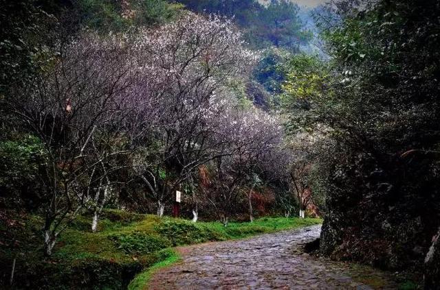 桂华秋皎洁什么意思，葳蕤,桂华秋皎洁（提前20年预言安史之乱）