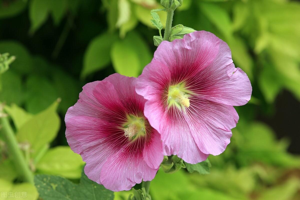 夏天开的花有哪些(郁郁葱葱的夏季,还能看到的65种开着花的植物,欢迎