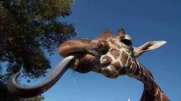 动物的舌头有什么作用，动物的舌头有哪些作用（动物舌头的“功能”对于动物来说舌头而是一件“厉害的武器”）
