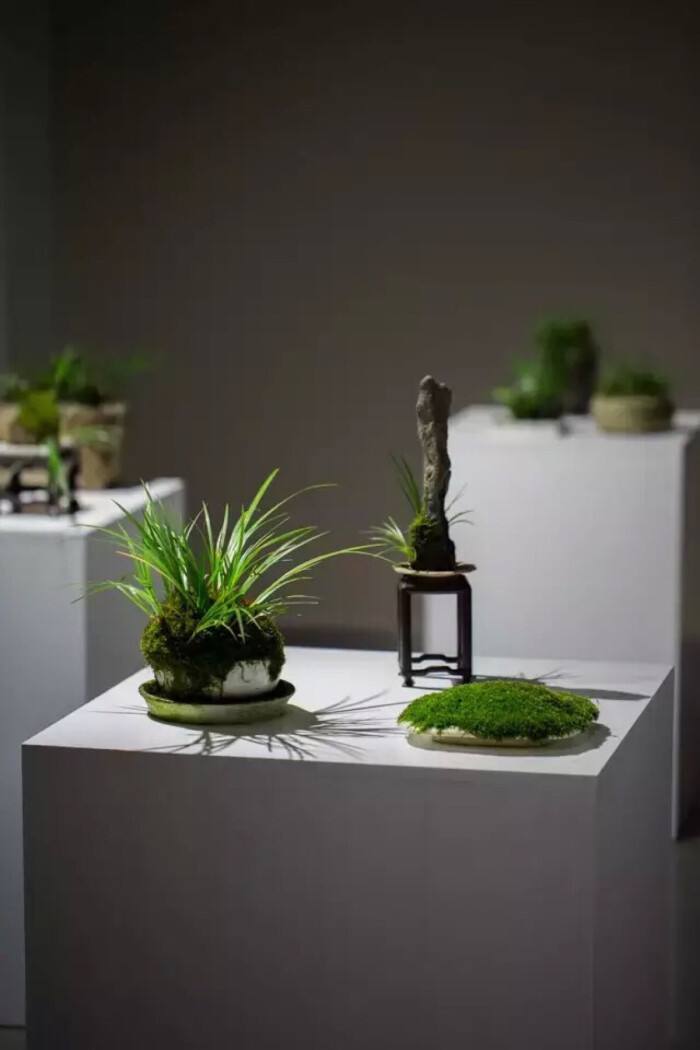 菖蒲的寓意和象征(菖蒲作为"花草四雅"之一,耐阴有神韵,彰显品味的好