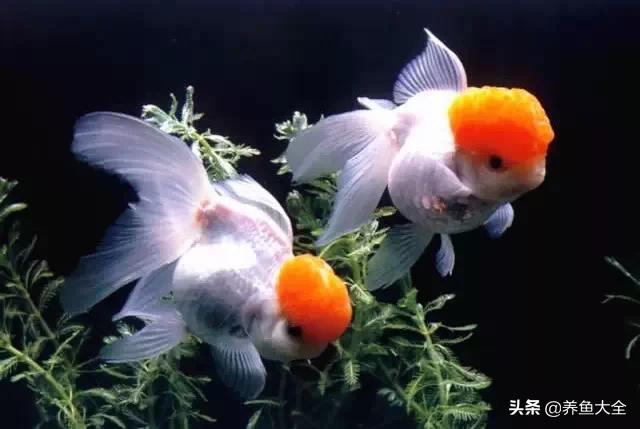 由红黄色金鲫鱼逐渐变成为各个不同品种的金鱼