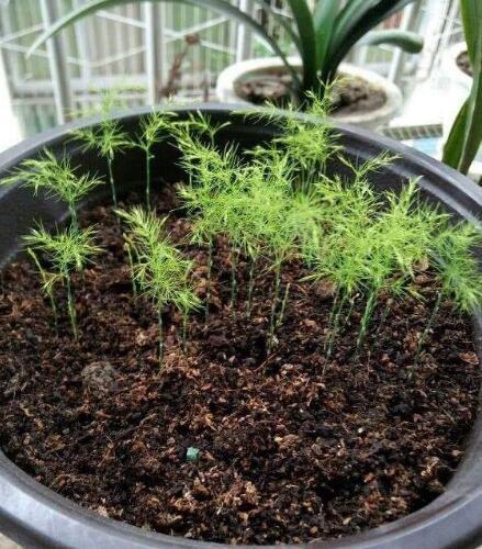 文竹种子种植方法如下，摘下10粒小种子