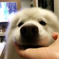 贺小米要养龙猫 头像