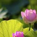 园深色淡 头像