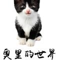 言情足球娱乐综艺 头像