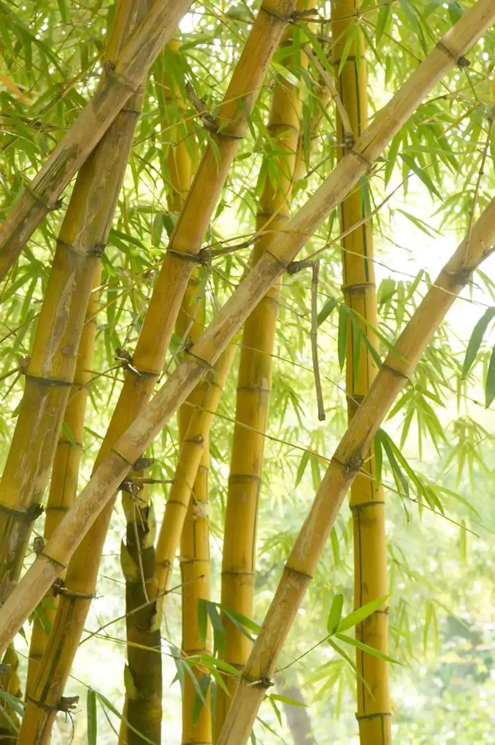 竹子是不是树木类植物(竹子到底是树还是草?看完涨知识了)