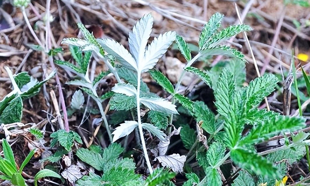 水果名稱大全100種(兒時常見卻叫不出名字的植物,這次圖文並茂全認