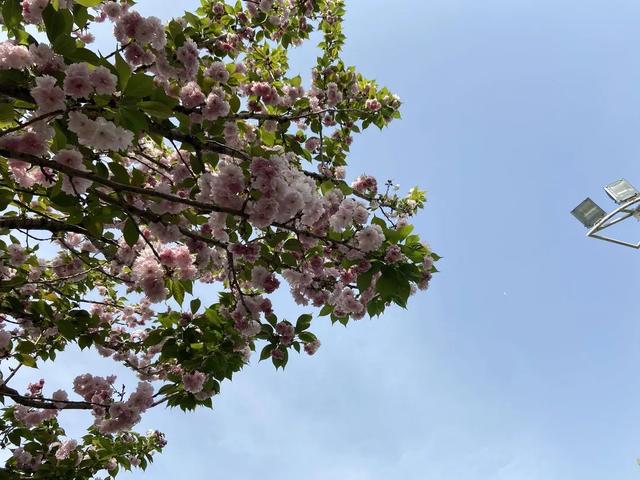 成都看樱花去哪里，樱花开了，成都多地可免费赏花