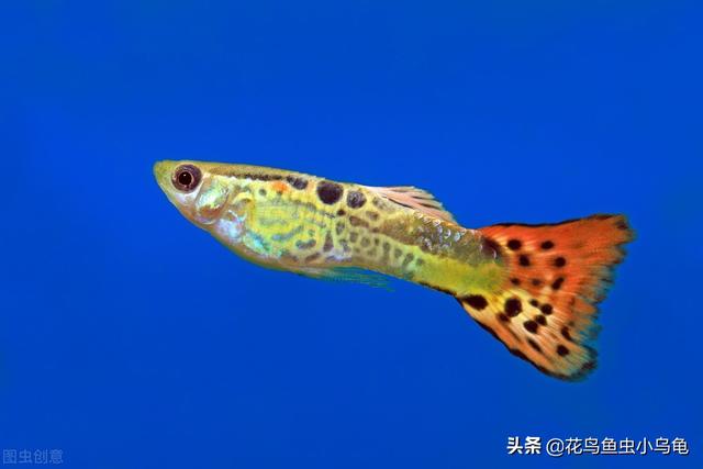 鱼苗养殖高产技术，鱼苗是怎么培育出来的（注意这些事项，小苗长得会更好）