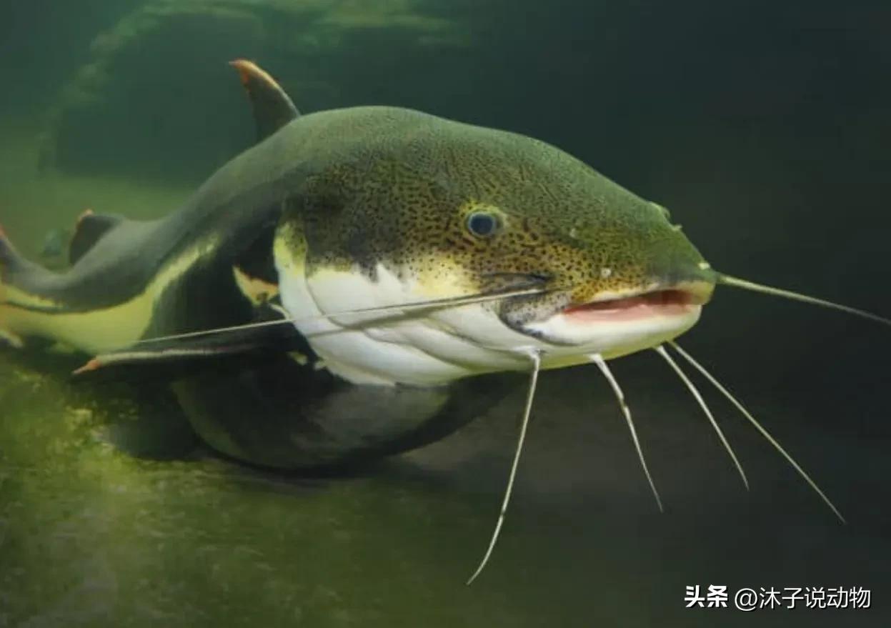 河流之王是什么动物(200公斤"河流之王"鲶鱼,主动攻击人类?