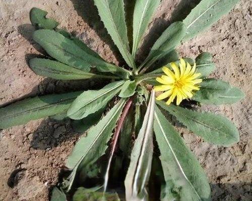 蒲公英长什么样(一文带你正确识别蒲公英样貌)