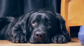 为什么狗养久了会邪门，狗养太久会做怪（揭秘：养“黑狗”真的很邪门吗）