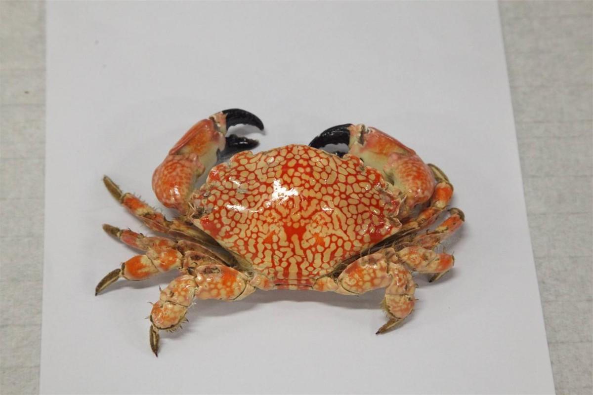 第二种:绣花脊熟若蟹