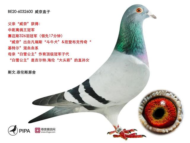 白雪公主出自哪里，白雪公主出自哪里故事（欧洲强豪优秀血统融合的“威奈直子”）